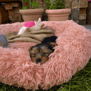 kuscheliges hundebett "wolke 7" das original