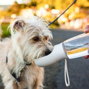 hunde trinkflasche