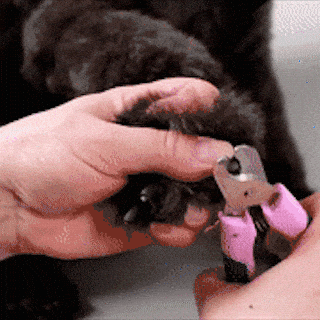 pfotenpro® v.3 krallen pflegegerät