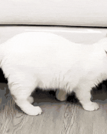 Kratzfester Moebelschutz fuer Katzen 1 kratzfester möbelschutz für katzen