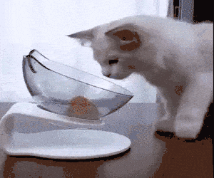 Orthopaedischer Anti Schling Fressnapf 1 schnüffelteppich (kopie)