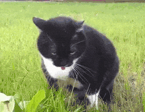 Orthopaedischer Anti Schling Fressnapf 4 schnüffelteppich (kopie)