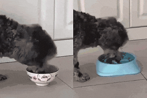 orthopädischer anti schling futternapf