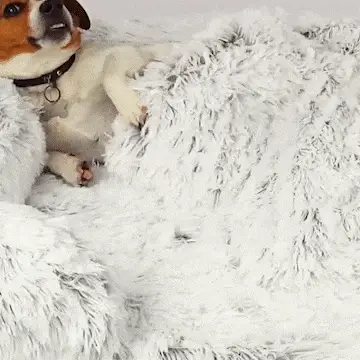 beruhigender sofa und möbelschutz