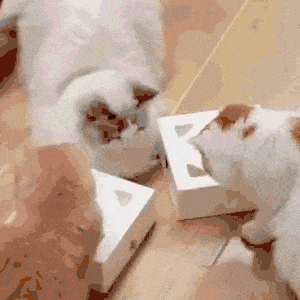 SpassBox Das interaktive Katzenspielzeug 1 spaßbox® das interaktive katzenspielzeug