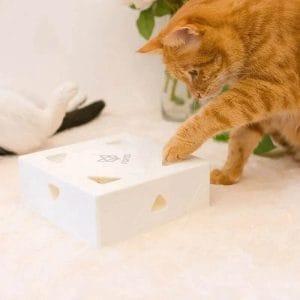 spaßbox® das interaktive katzenspielzeug