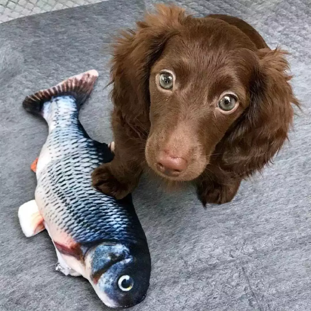 Zappel Fisch 2 zappel fisch interaktives hundespielzeug