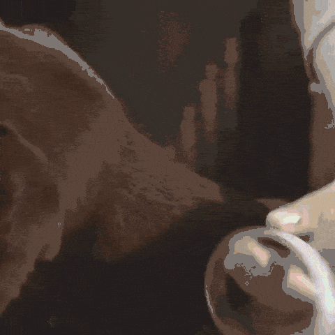 ZeckenHeld Anti Floh und Zeckenband 1 zeckenheld® anti floh und zeckenband