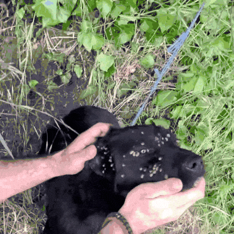 ZeckenHeld Anti Floh und Zeckenband 2 zeckenheld® anti floh und zeckenband