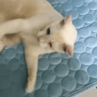 kuehlmatte katzen kuehlmatte katzen